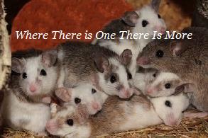 Austin Texas Rodent Removal | Remove Rodents | Mice | Rats