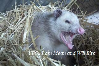 Possums,animals,home,texas,austin texans rodent removal,opossum,get rid,company,austin,remove opossums,exterminator,opossum in attic,scratching,problem,walls,ceiling,attic,control,service,infestation