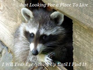animals,home,texas,austin texans rodent removal,raccoons,get rid,company,austin,remove raccoon,exterminator,raccoons in attic,scratching,problem,walls,ceiling,attic,control,service,infestation