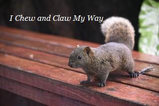 animals,home,texas,austin texans rodent removal,squirrels,get rid,company,austin,remove squirrels,exterminator,squirrels in attic,scratching,problem,walls,ceiling,attic,control,service,infestation