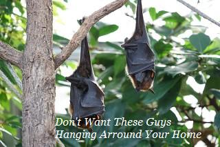 animals,home,texas,austin texans rodent removal,bats,get rid,company,austin,remove bats,exterminator,bat in attic,scratching,problem,walls,ceiling,attic,control,service,infestation